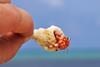 Hand holding hermit crab inside shell