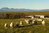 Sheep farming at Coulaghailtro, Scotland