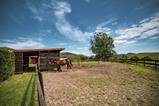 Horse in paddock