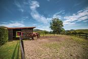 Horse in paddock
