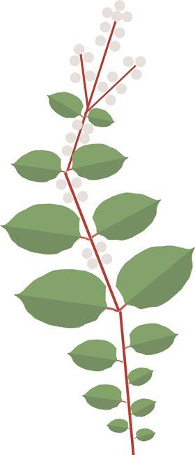 Japanese knotweed