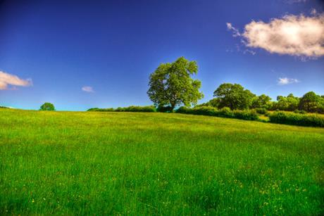 green field with tree