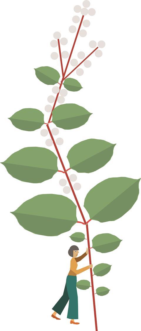 Japanese knotweed