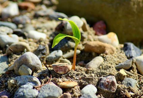 plant-shoot-rubble-resilience-strength-recession